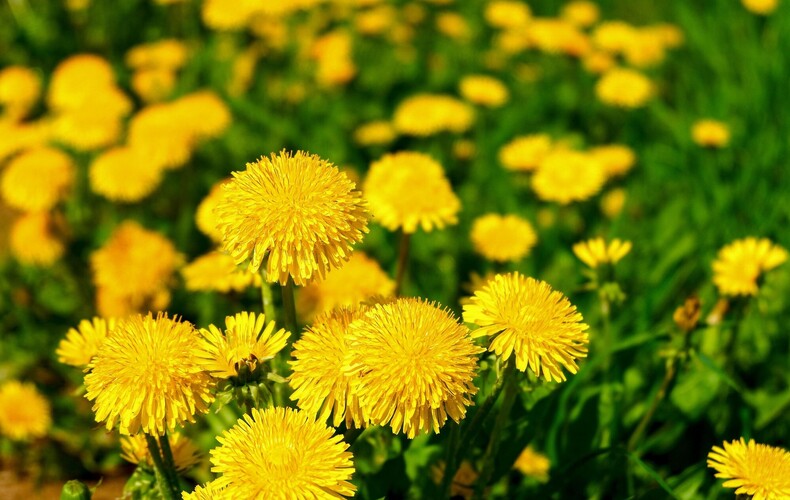 Notre engagement à travers le Défi Pissenlits : une action concrète pour la biodiversité