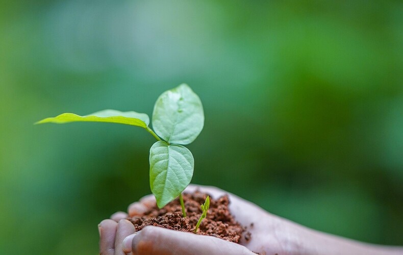 Distribution de plants par les élèves de l'école Jean XXIII