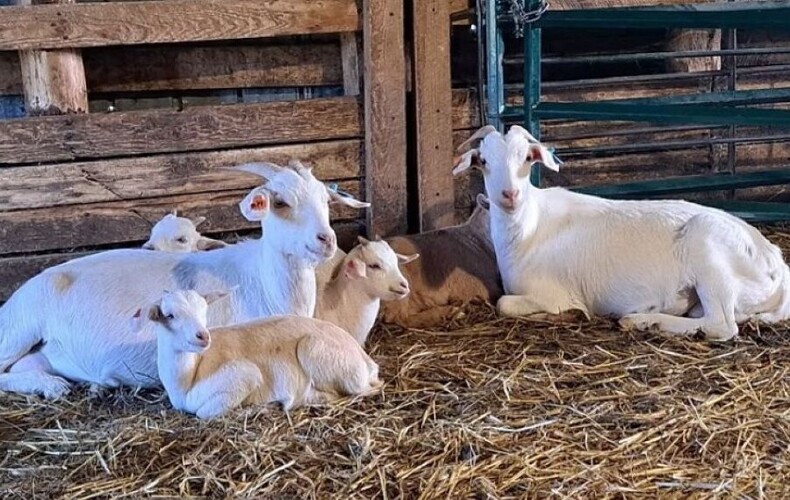 Ferme Bovos
